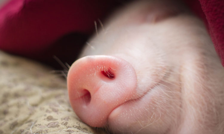 Bold ambitions for the UK cultured meat industry brings peace for pigs | New Food Magazine